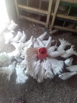 নিউ রানিং+ এডাল্ট দুইটি নর ময়ূর