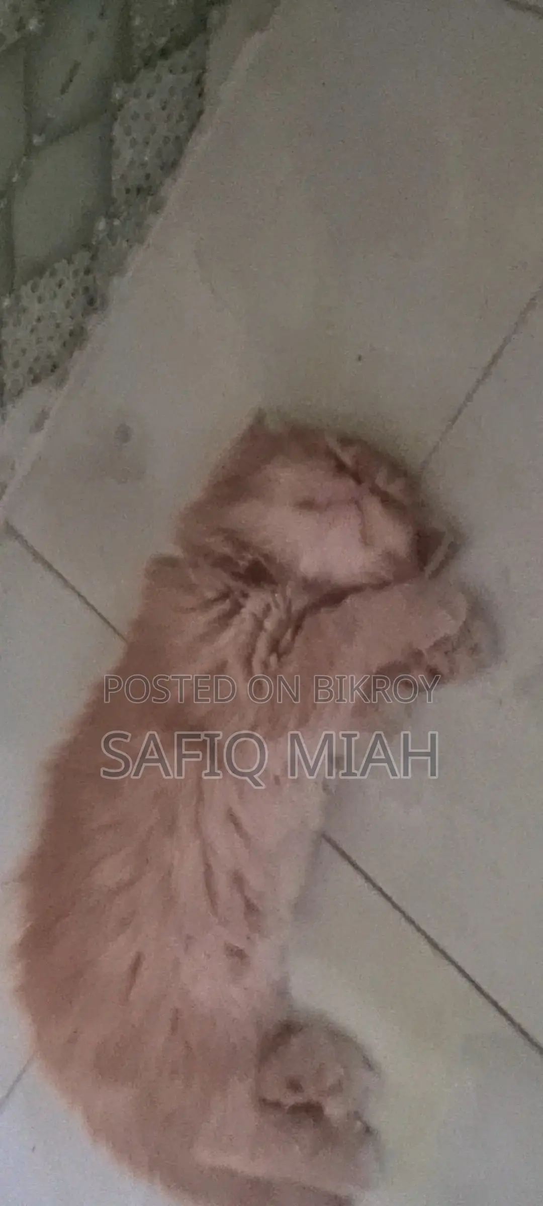 Persian Cat