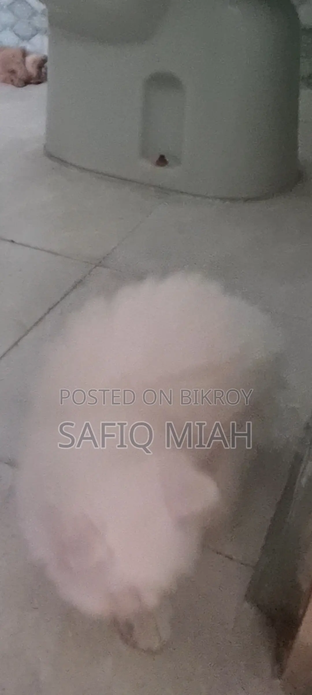 Persian Cat