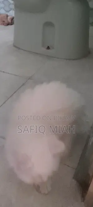 Persian Cat