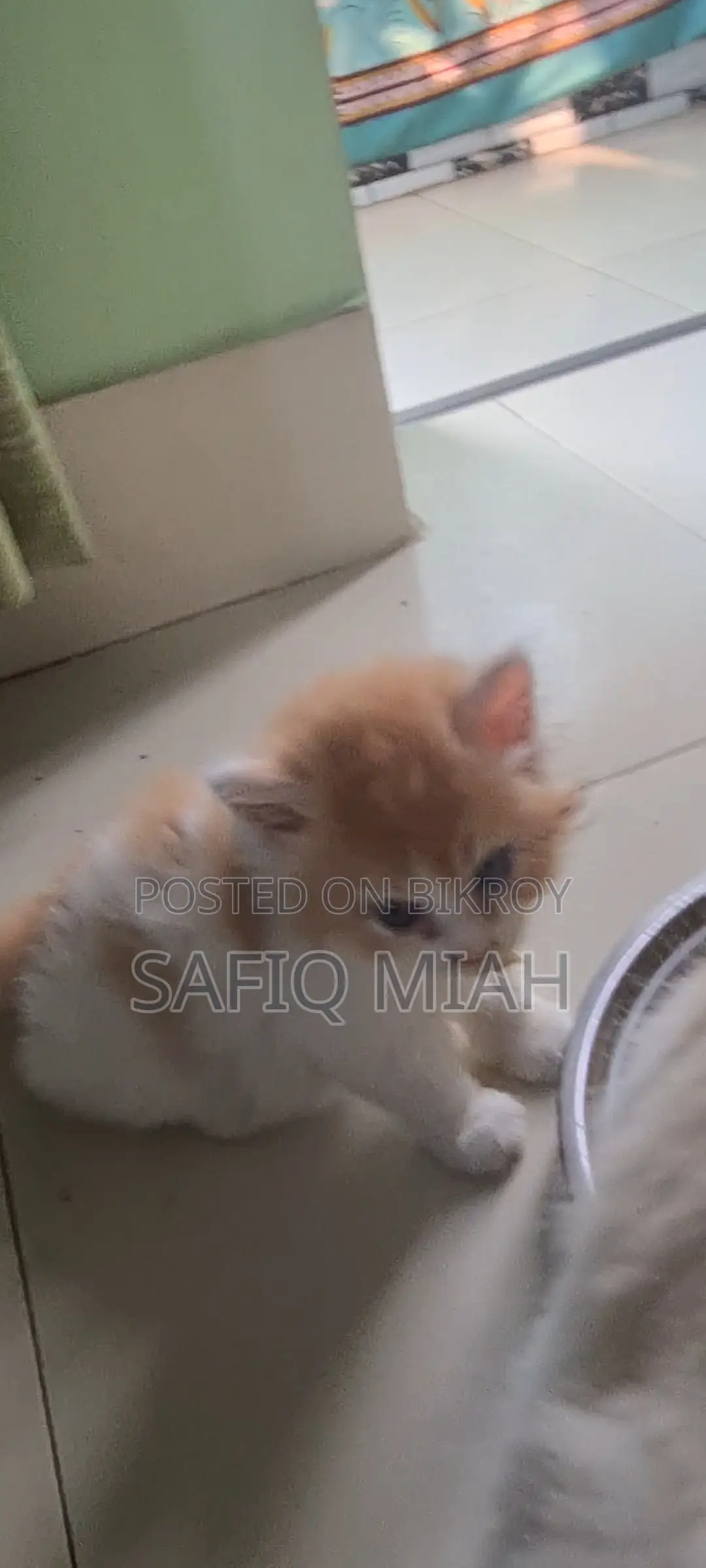 Persian Cat