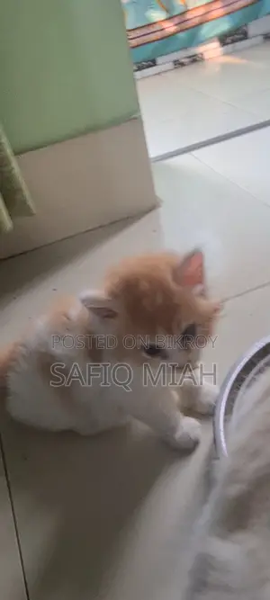 Persian Cat