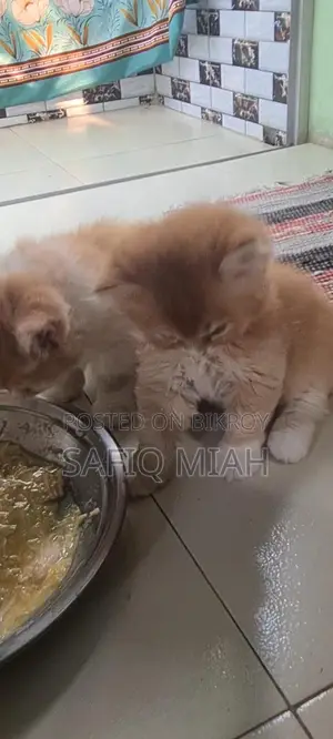 Persian Cat