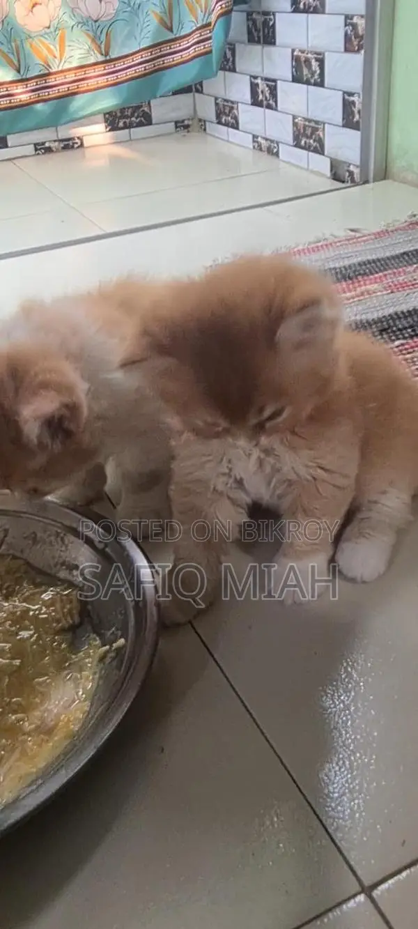 Persian Cat