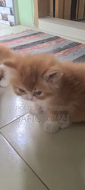 Persian Cat