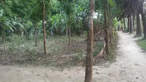 Land for Sale in Magura