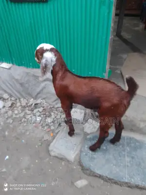 Sirohi Cross Mother Goat with Kid