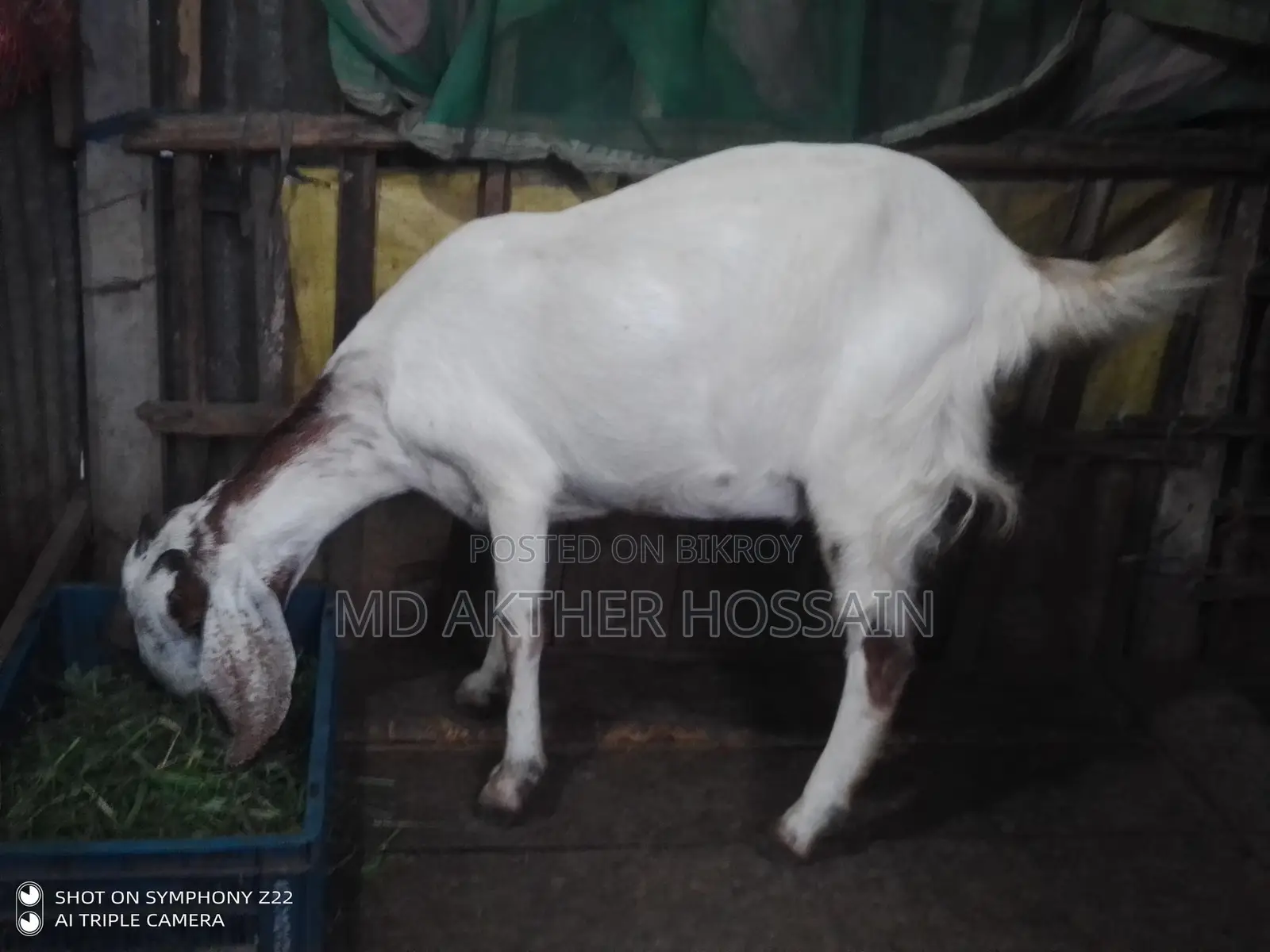Sirohi Cross Mother Goat with Kid