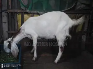 Sirohi Cross Mother Goat with Kid