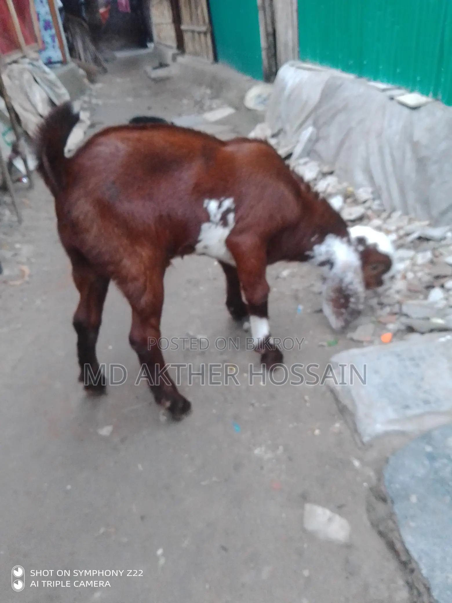 Sirohi Cross Mother Goat with Kid
