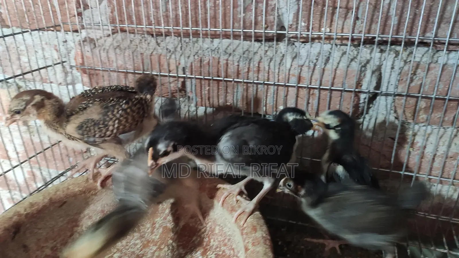Desi Chicken Chicks
