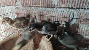 Desi Murgir Bascha