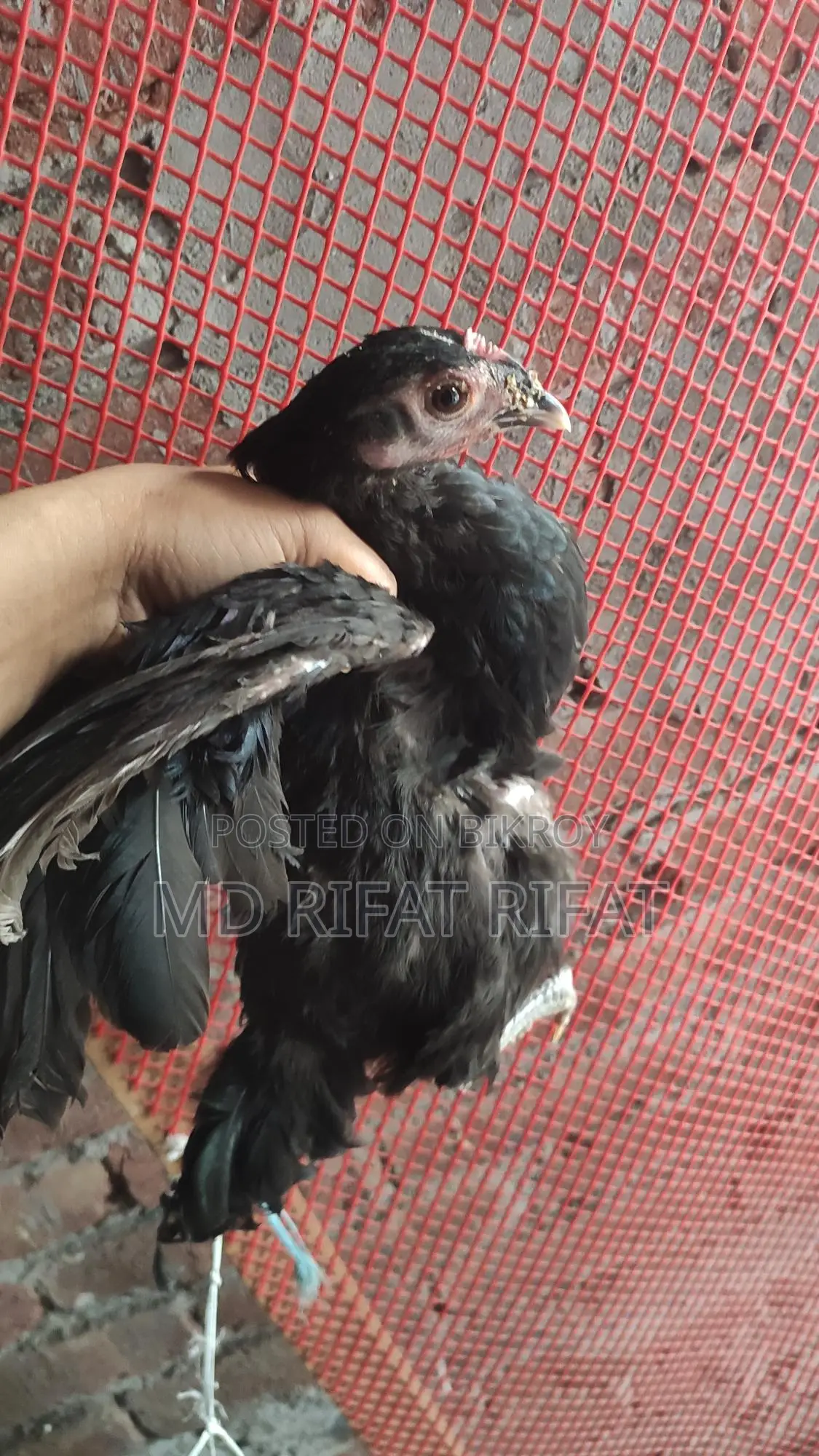 Desi Chicken Chicks
