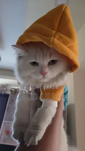 Purebred Persian Male Cat (1 year)