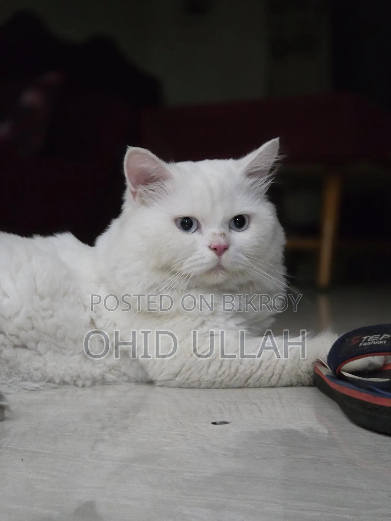 Purebred Persian Male Cat (1 year)