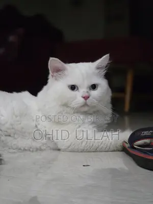 Purebred Persian Male Cat (1 year)