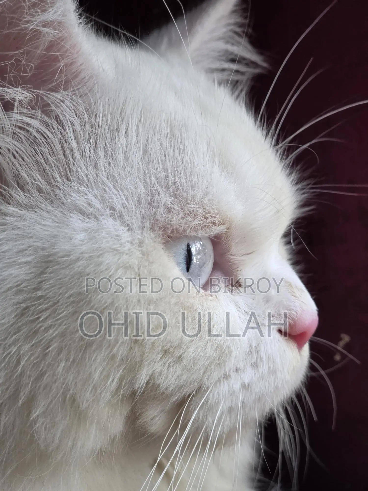 Purebred Persian Male Cat (1 year)