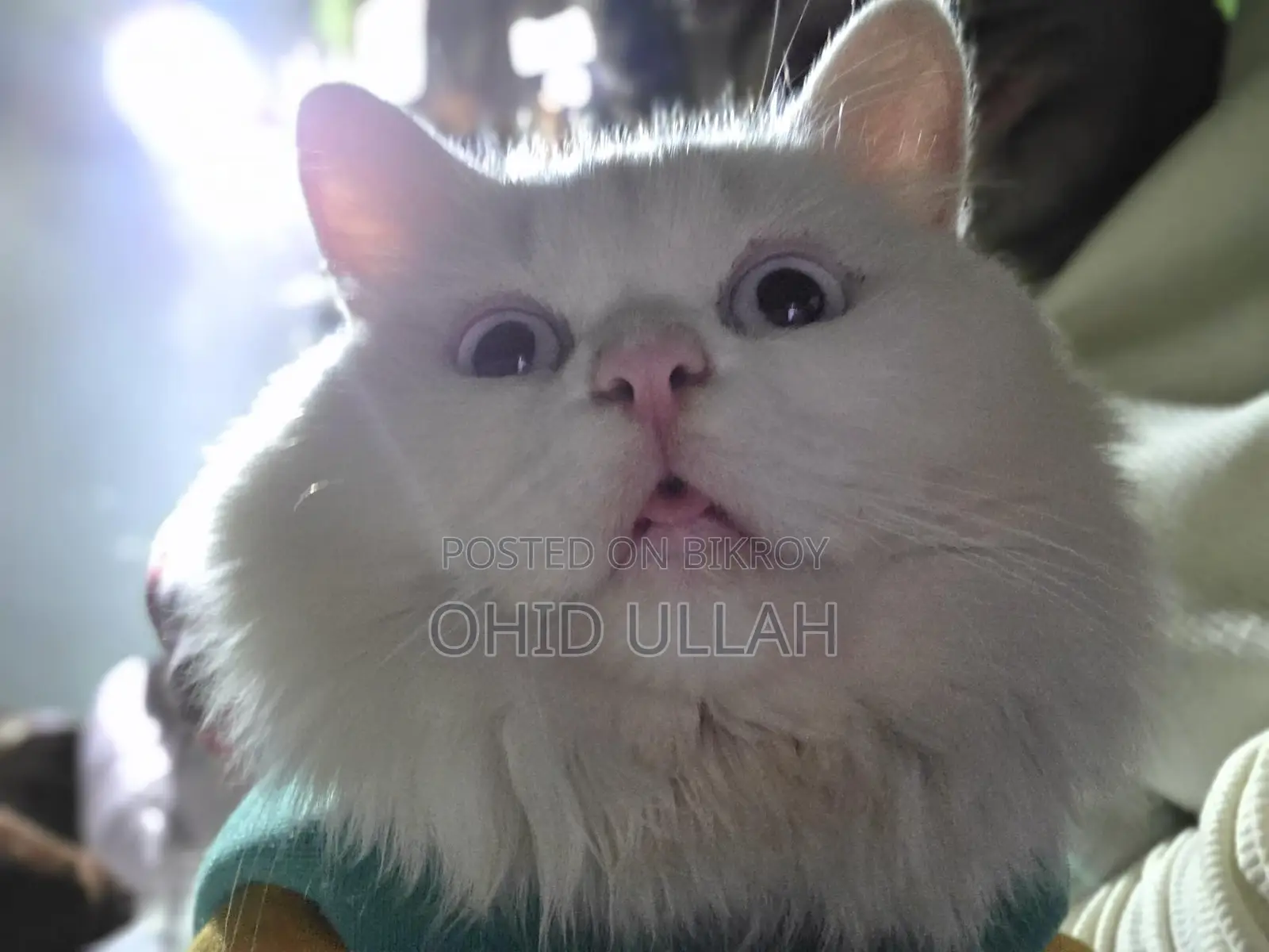 Purebred Persian Male Cat (1 year)