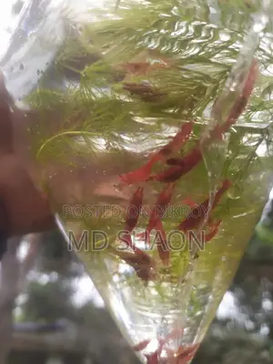 ফায়ার রেড শ্রিম্প