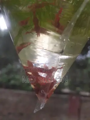 ফায়ার রেড শ্রিম্প