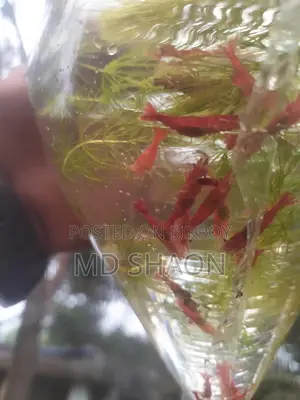 ফায়ার রেড শ্রিম্প