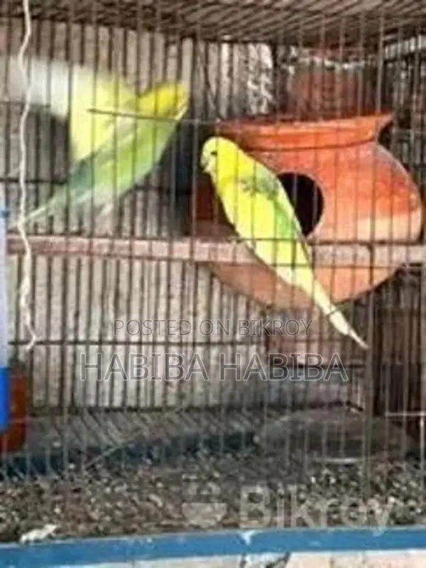 Pet Birds