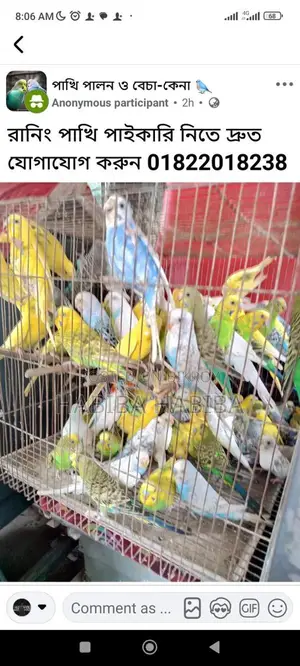 Pet Birds