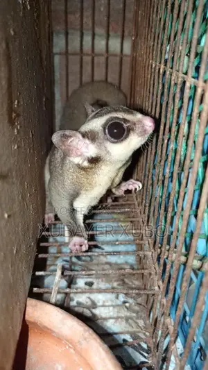 Sugar Glider Male