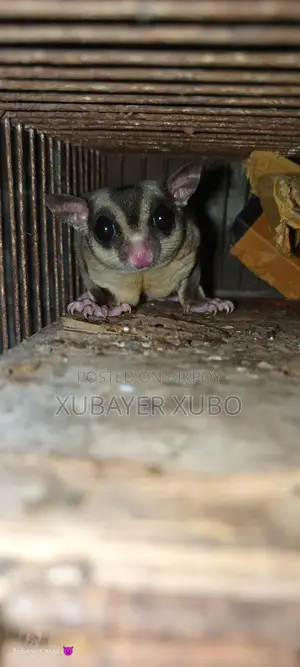 সুগার গ্লাইডার মেল