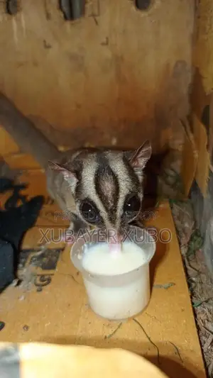 সুগার গ্লাইডার মেল