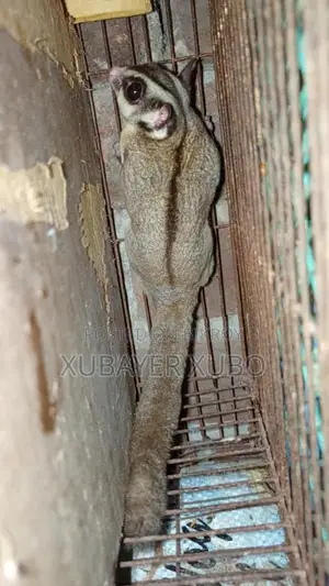 সুগার গ্লাইডার মেল