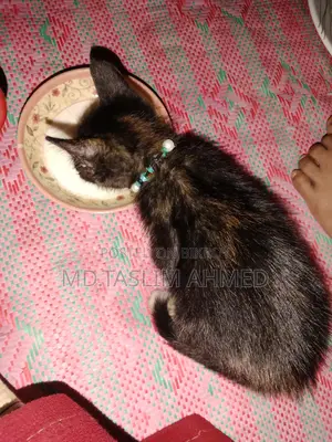 দেশি পার্সিয়ান ক্সস বিড়াল 🐈