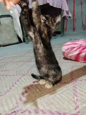 দেশি পার্সিয়ান ক্সস বিড়াল 🐈