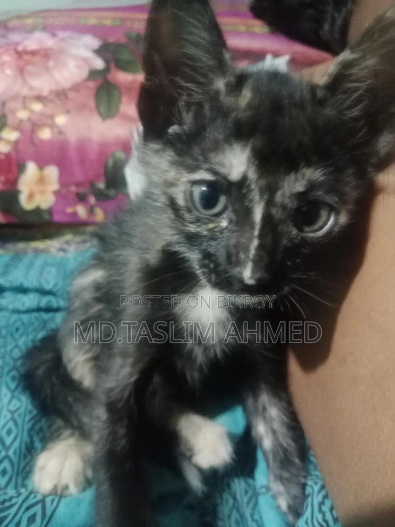 দেশি পার্সিয়ান ক্সস বিড়াল 🐈