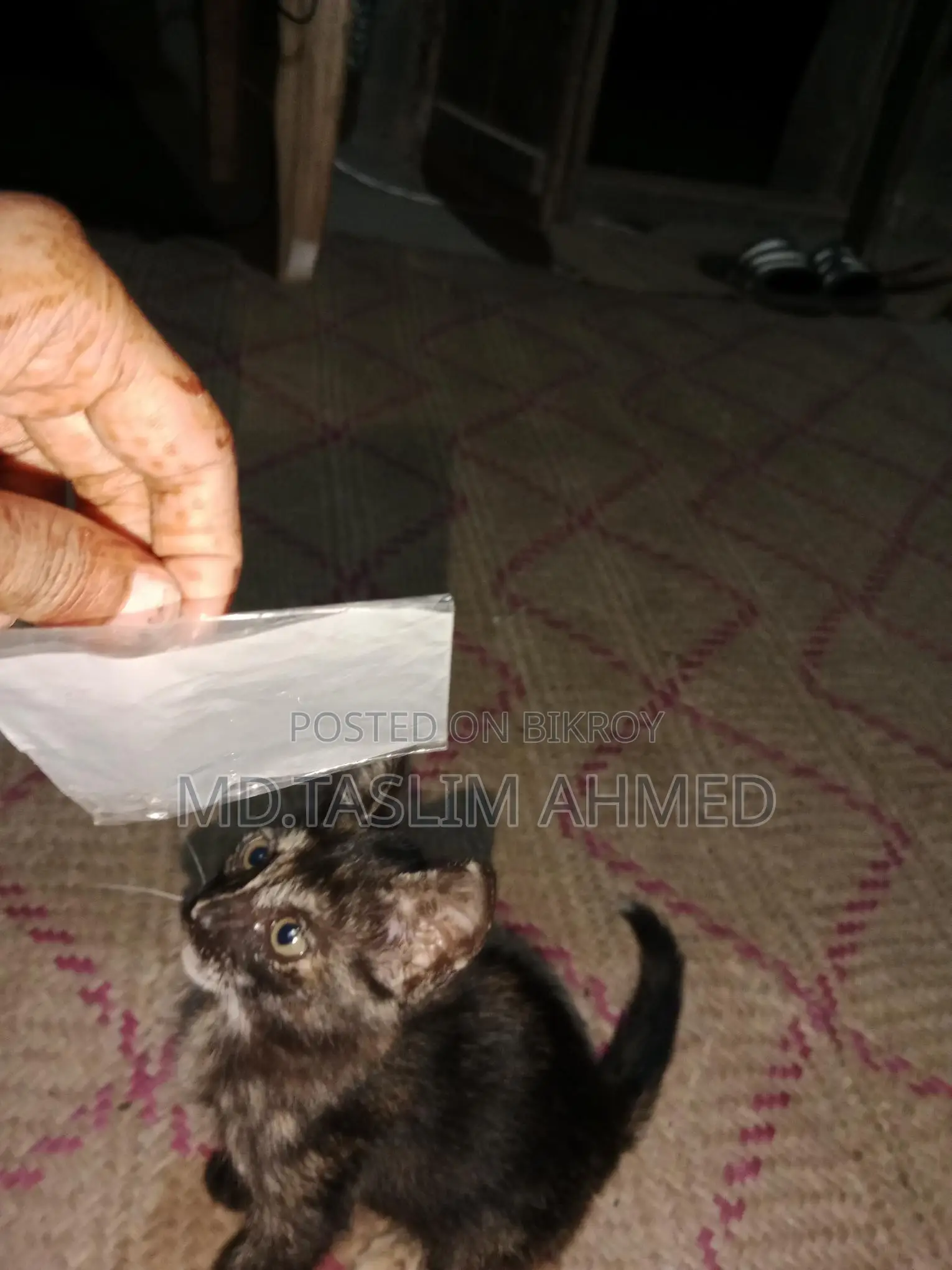 দেশি পার্সিয়ান ক্সস বিড়াল 🐈