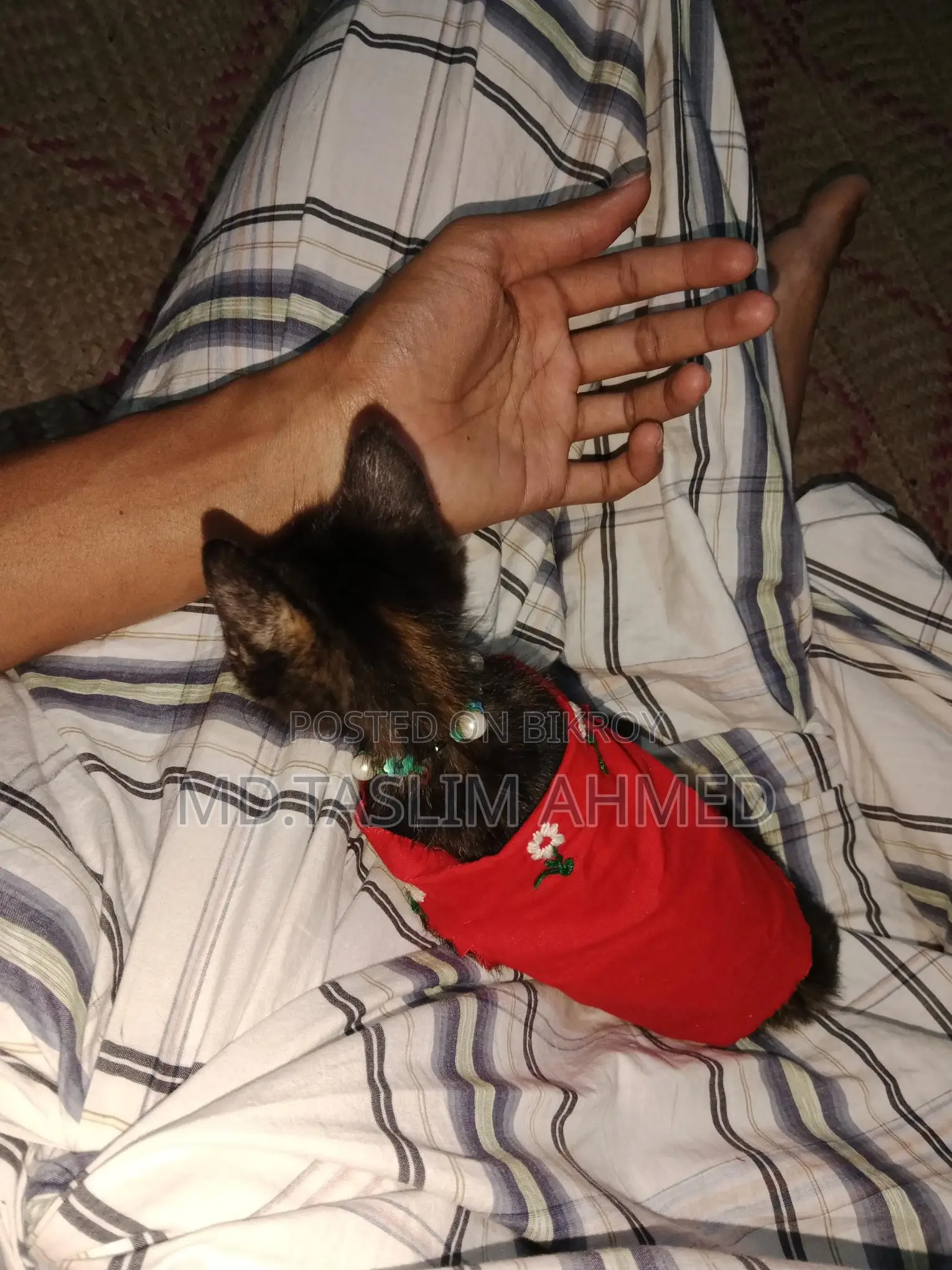 দেশি পার্সিয়ান ক্সস বিড়াল 🐈