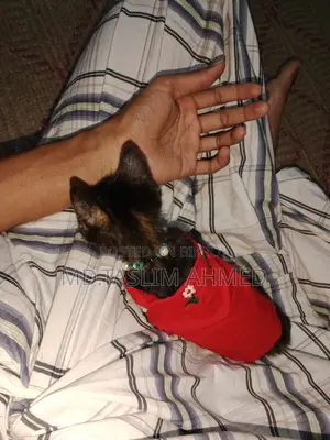 দেশি পার্সিয়ান ক্সস বিড়াল 🐈