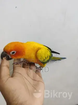 সান কনিয়ার