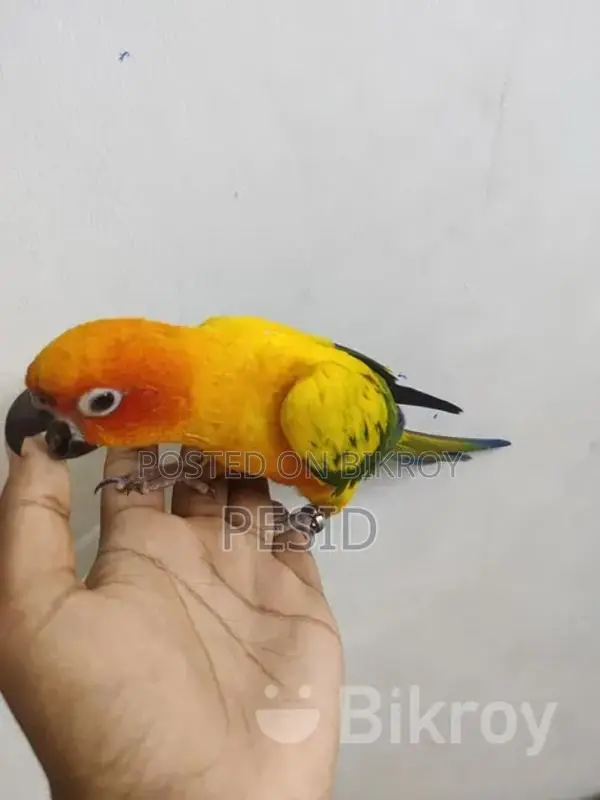 সান কনিয়ার