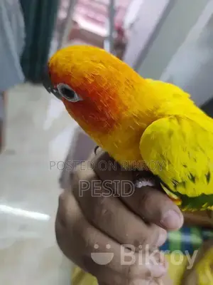 সান কনিয়ার