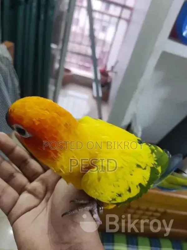 সান কনিয়ার