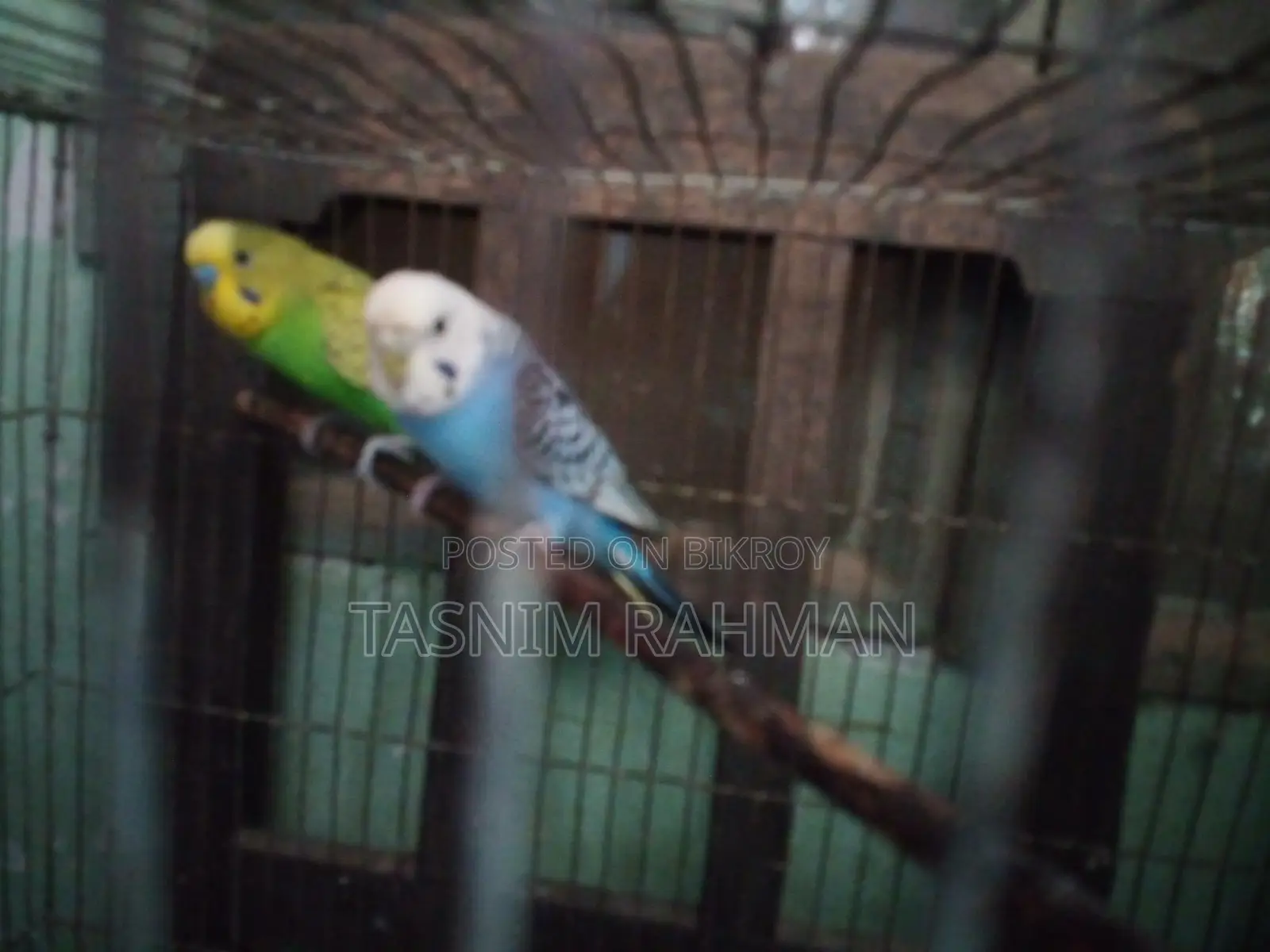 প্রাপ্তবয়স্ক পাখি বিক্রয়
