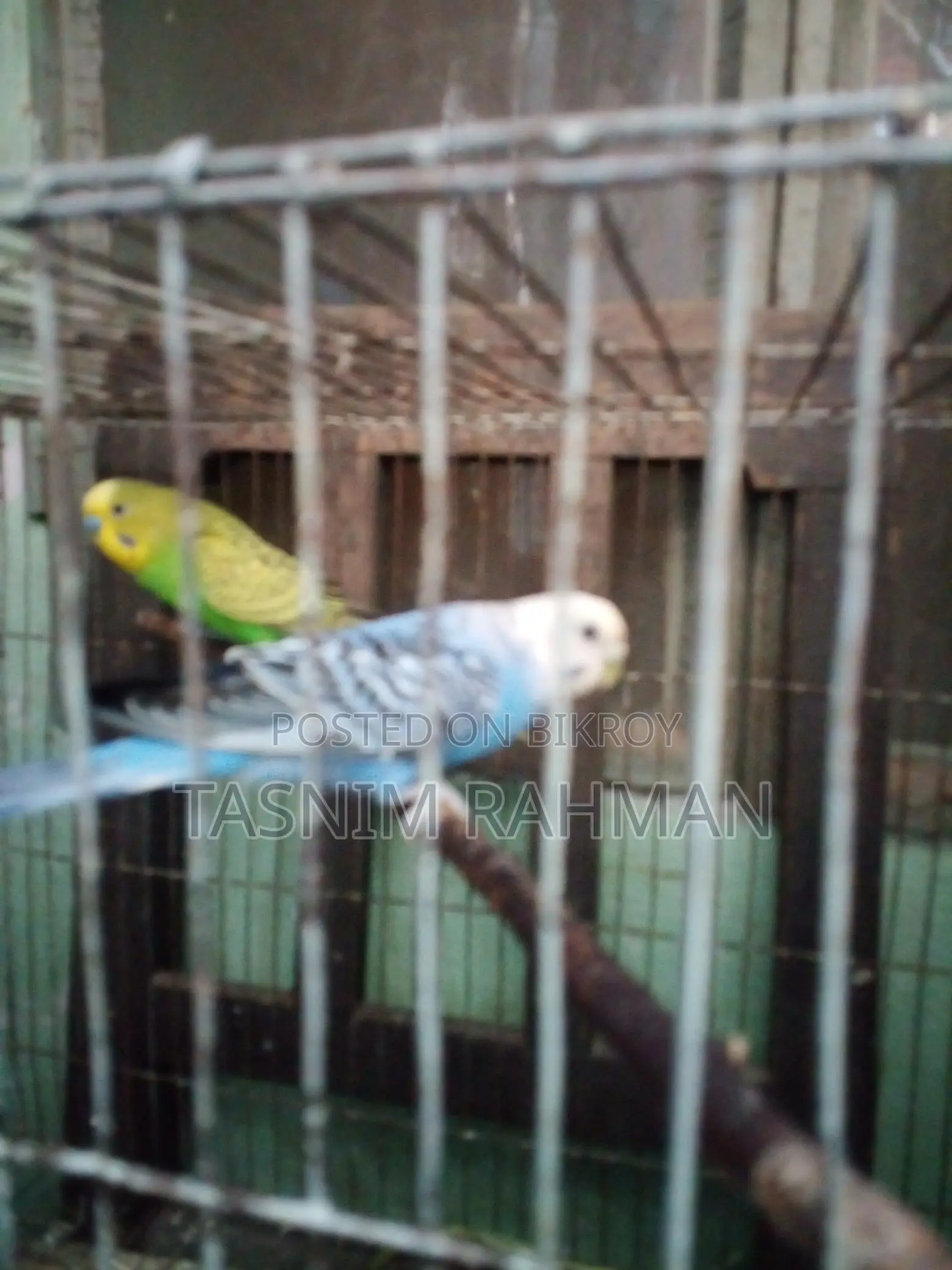 প্রাপ্তবয়স্ক পাখি বিক্রয়