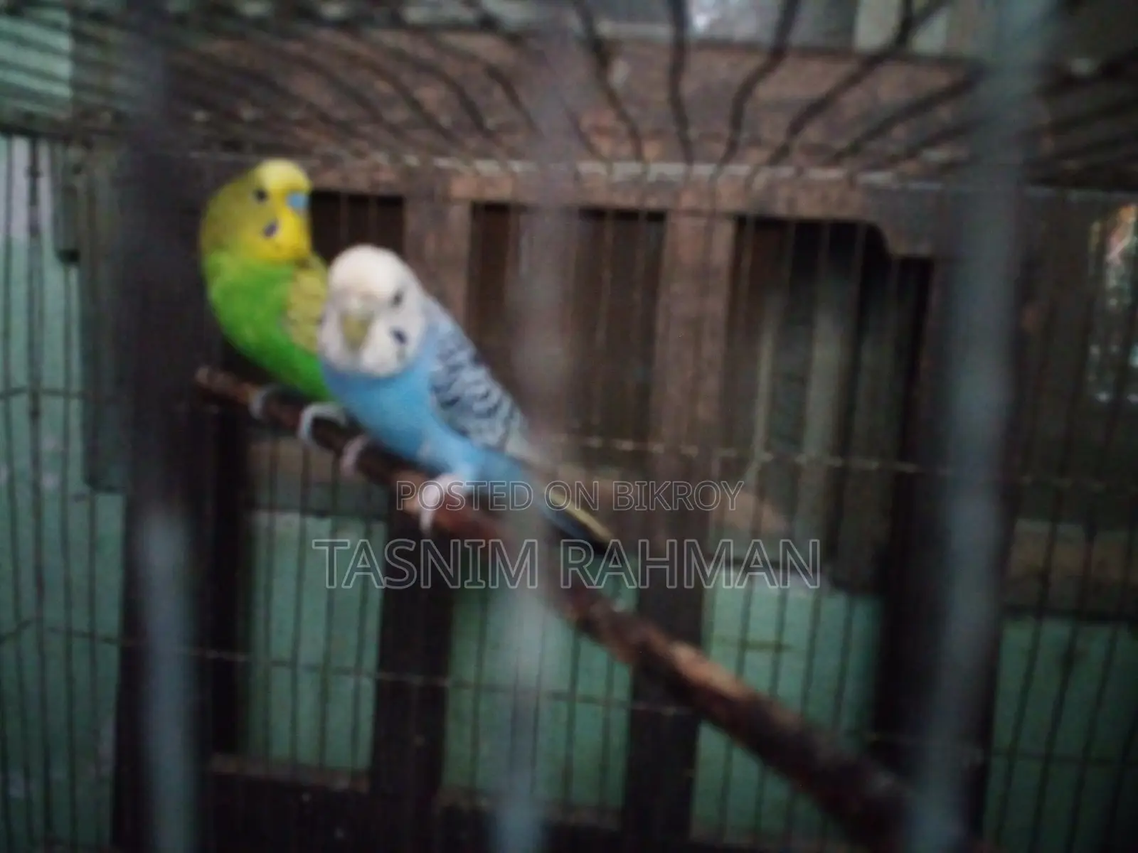 প্রাপ্তবয়স্ক পাখি বিক্রয়