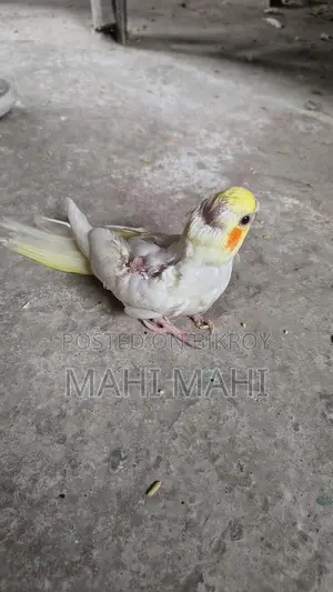 Cockatiel Full-Tame Baby