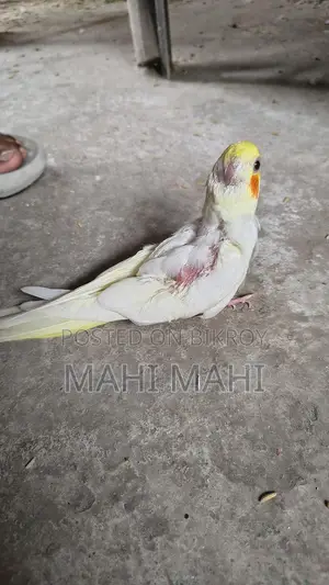 Cockatiel Full-Tame Baby