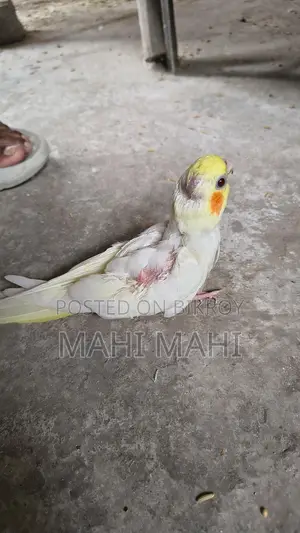 Cockatiel Full-Tame Baby
