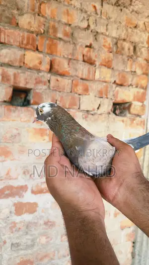 Pigeon Sale