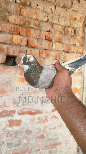 Pigeon Sale
