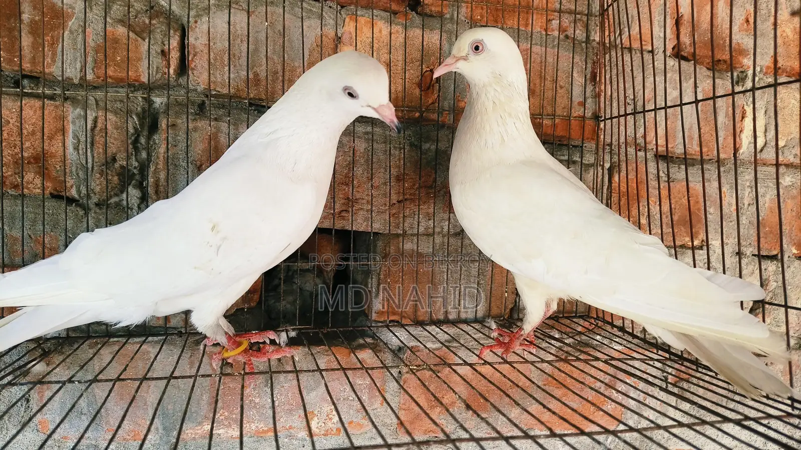 Pigeon Sale